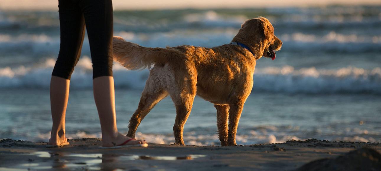 willy noord strandbungalows met je hond op strandvakantie