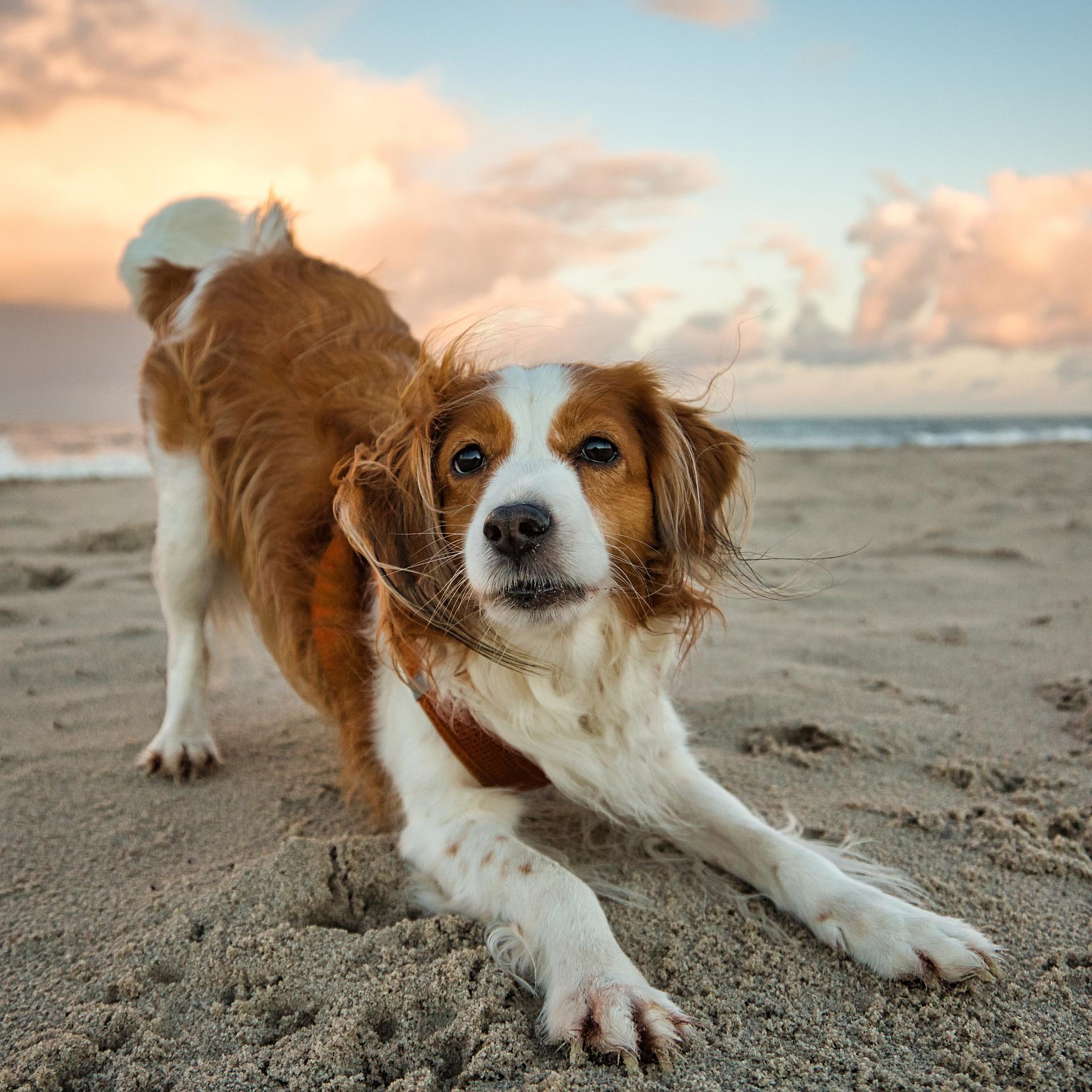 willy noord strandbungalows met je hond op strandvakantie in katwijk 3