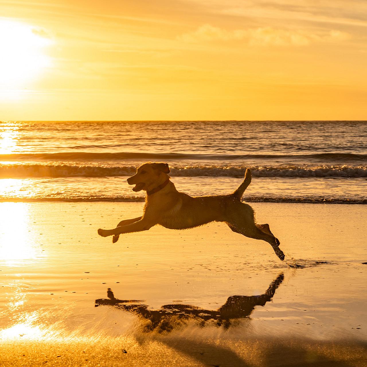 willy noord strandbungalows met je hond op strandvakantie in katwijk